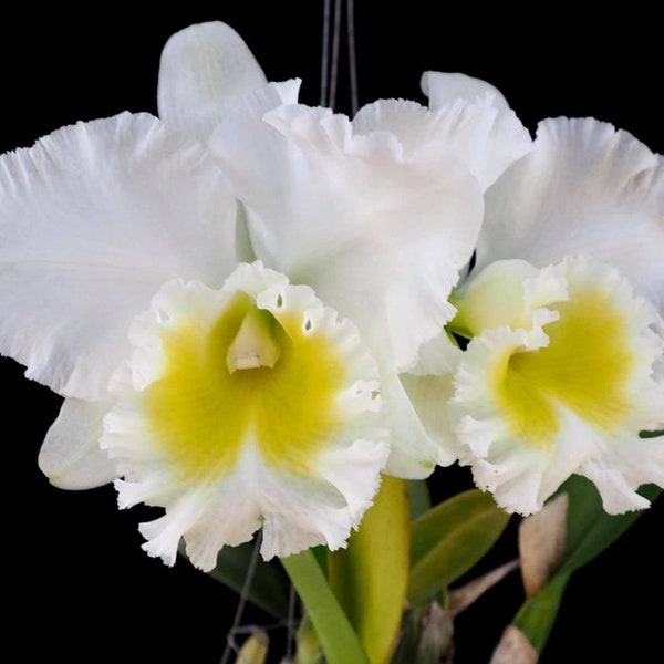 Rlc Burdekin Wonder 'Lakeland Plantas de tamaño floreciente en macetas de 4,5" Híbrido de orquídea Cattleya de gran tamaño de flor blanca.