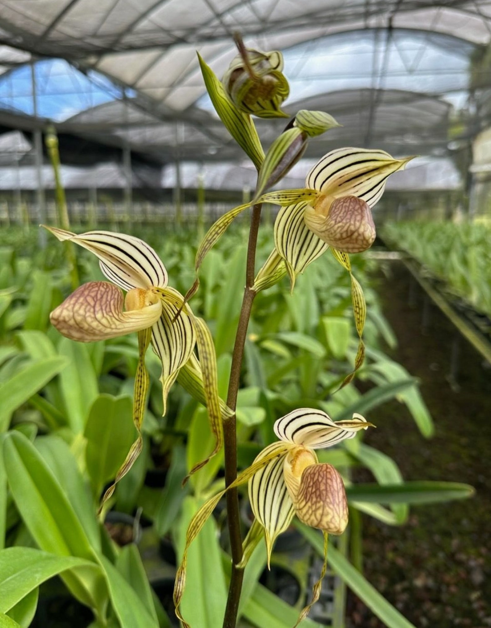 Paphiopedilum Mem Albert Eickoff (kolopakingii X Stonei) Blooming Size ...