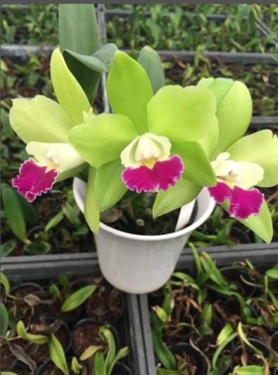 Pry Chief Green Sky 'peanut' Compact/miniature Cattleya Orchid