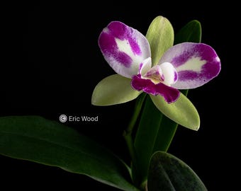 Neofinetia Falcata 紅楓 Benikaede (red Maple), Fragrant - Etsy