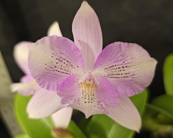 Caulocattleya Chantilly Lace &#39;Twinkle&#39;, clone compacto de Cattleya, com floração abundante. Perfumada e linda.