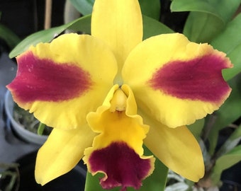 Rth Burana Beauty 'Burana' near blooming size compact cattleya orchid clone.