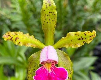 Cattleya schilleriana v semi alba 'Queen Emeraldas' AM/AOS near bloom size species. Rare