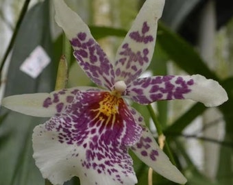 Beallara Big Shot 'Pink Leopard' Blooming size plant soon to spike. Large beautiful blooms.