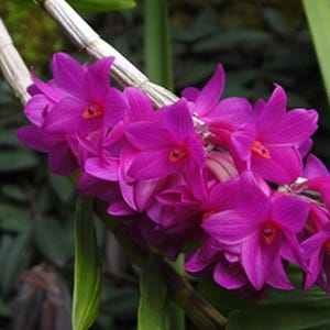 May include: A cluster of vibrant magenta orchids with delicate petals and a light green stem. The orchids are in bloom and have a natural, organic look.