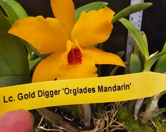 Lc Gold Digger 'Fuchs Mandarin' blooming size cattleya orchid clone. Prolific fragrant bloomer.