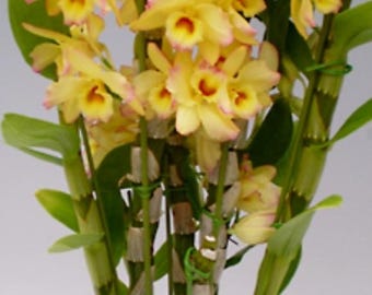 Dendrobium Mellow Heart 'Yellow Mind' blooming size Nobile Dendrobium. Fragrant beauty.