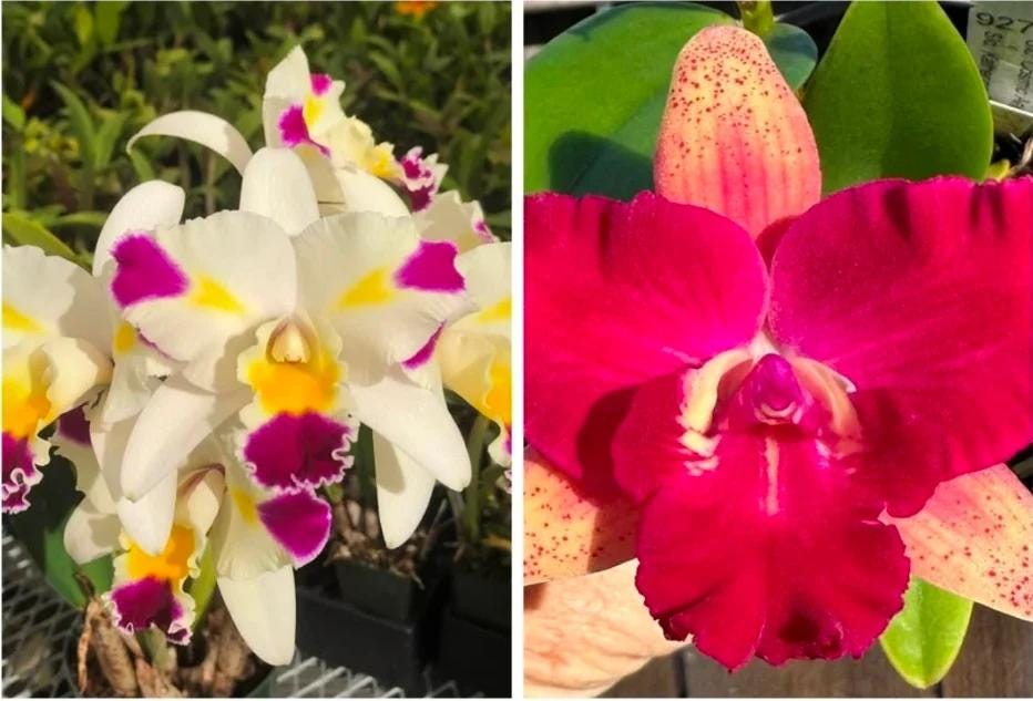 Cattleya hybrid - Etsy 日本