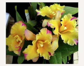 Phalaenopsis Celebensis Species Orchid - Etsy