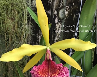 Bc Keowee 'Mendenhall' near blooming size brassavola cattleya orchid hybrid. Fragrant spotted blooms. Highly sought after hybrid Mericlone