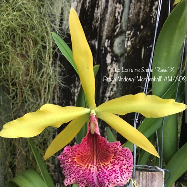 Bc Keowee 'Mendenhall' near blooming size brassavola cattleya orchid hybrid. Fragrant spotted blooms. Highly sought after hybrid Mericlone