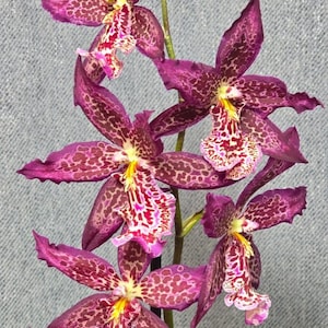 Beallara Marfitch 'Howard's Dream' blooming size intergeneric oncidium.