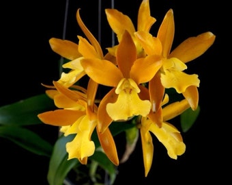 Ctt. Chocolate Drop 'Yellow Chiffon' non bloom size cattleya orchid clone. 2.5" pot