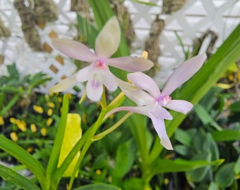 Vanda Georgia Peaches x vanda falcata (Vanda Lou Sneary x Vanda vietnamica) x Vanda falcata. Blooming size miniature vanda Highly fragrant