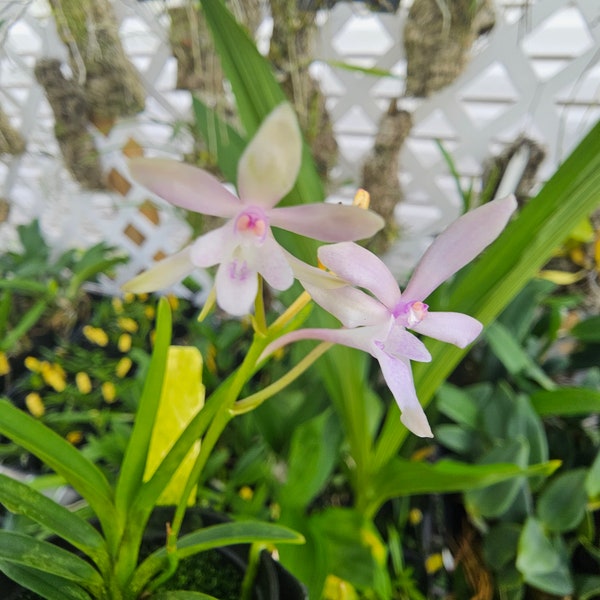 Vanda Georgia Peaches x vanda falcata (Vanda Lou Sneary x Vanda vietnamica) x Vanda falcata. Blooming size miniature vanda Highly fragrant