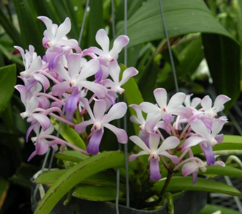 Vandachostylis Fuchs Oceanspray, blooming size compact growing vanda hybrid fragrant