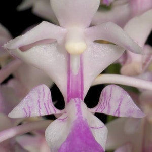 Aerides falcata. Non blooming size vanda type orchid species. Fragrant pendulous bloom spikes. image 2