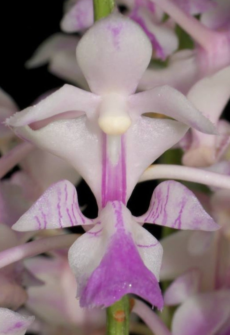 Aerides falcata. Non blooming size vanda type orchid species. Fragrant pendulous bloom spikes. image 2