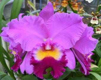 Lc South Esk 'Catherine' near blooming size cattleya orchid clone. Large lavender fragrant blooms