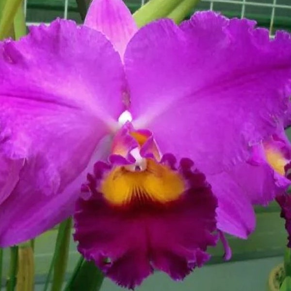 Pot. Perfect Choice 'Purple Lady' Blooming size cattleya orchid clone. Large fragrant purple blooms. Beautiful cattleya clone.