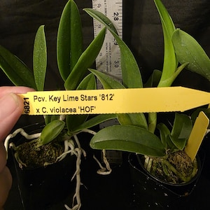 May include: Two potted orchid plants with green leaves and white roots. A yellow tag reads "Pcv. Key Lime Stars '812' x C. violacea 'HOF'". A ruler shows measurements in inches and centimeters. The plants are in black pots.