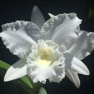 May include: Close-up of a white orchid flower with ruffled petals and a yellow center. The flower is in full bloom, with a dark background that highlights its delicate structure. A green leaf is visible.