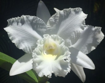 Rlc White Reception 'NN' nice blooming size cattleya clone. 4" pot. Pure white fragrant blooms.