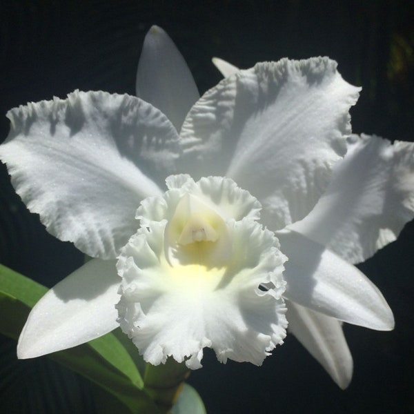 Rlc White Reception 'NN' nice blooming size cattleya clone. 4" pot. Pure white fragrant blooms.