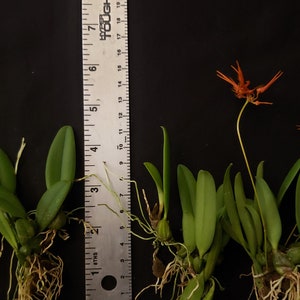 Bulbophyllum electrinum var calvum x sib. Blooming size miniature Bulbophyllum orchod species. image 5