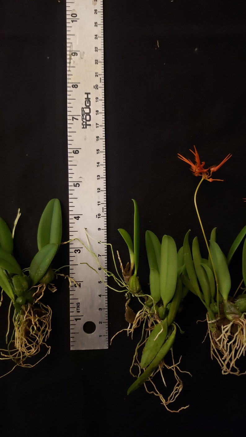 Bulbophyllum electrinum var calvum x sib. Blooming size miniature Bulbophyllum orchod species. image 5