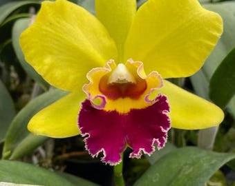 Rlc Hsinying Greenworth 'NN' near blooming size cattkeya orchid clone, beautiful fragrant blooms