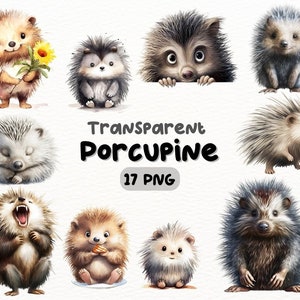 Aquarelle Porcupine PNG Bundle, Digital Crafts Designs Transparent, Porcupine Clipart, Wildlife Clipart, Commercial Use