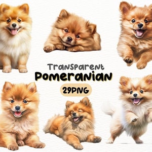 水彩画の赤ちゃんポメラニアン PNG バンドル、デジタル クラフト デザイン透明、赤ちゃん犬のクリップアート、かわいいポメラニアンの子犬のクリップアート、商用利用