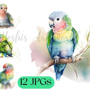 Cute Baby Parrot Clipart - 12 High Quality JPGs - Card Making, Mixed Media, Digital Paper Craft - Commercial Use - Digital Download (YS010)