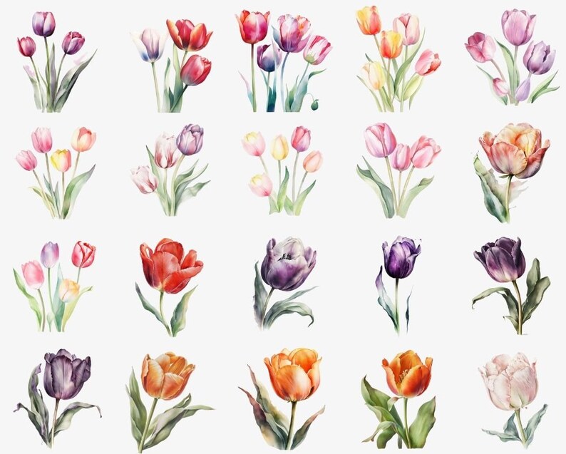 Watercolor Floral Tulip PNG Bundle, Digital Crafts Designs Transparent ...