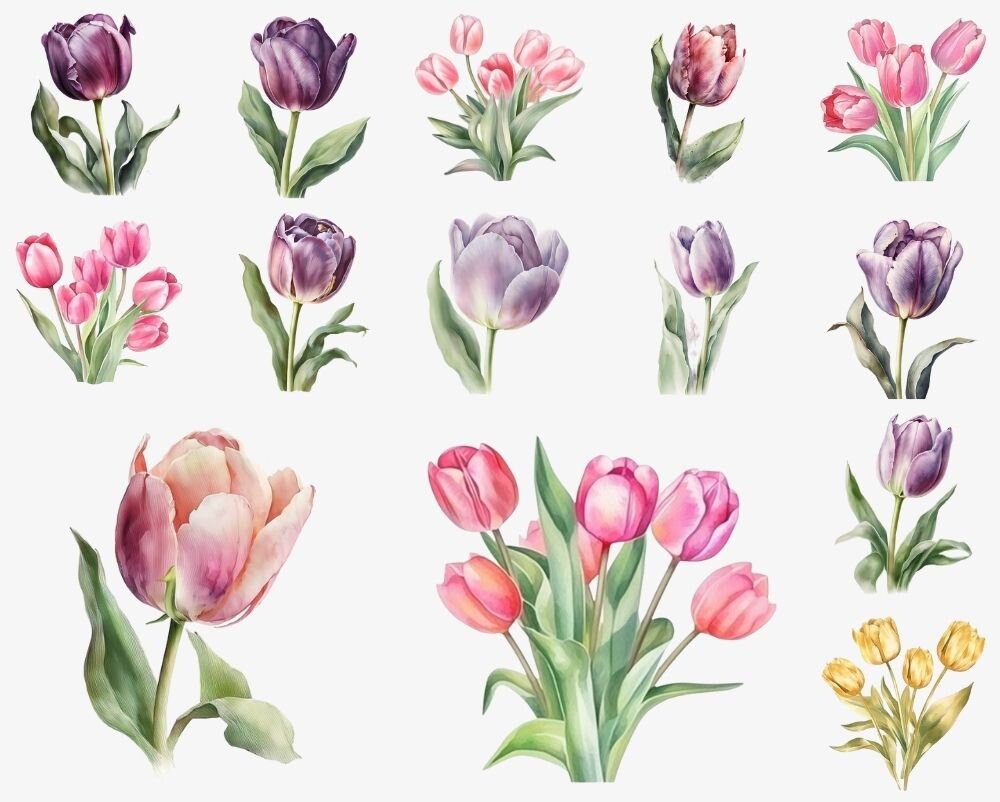 Watercolor Floral Tulip PNG Bundle, Digital Crafts Designs Transparent ...