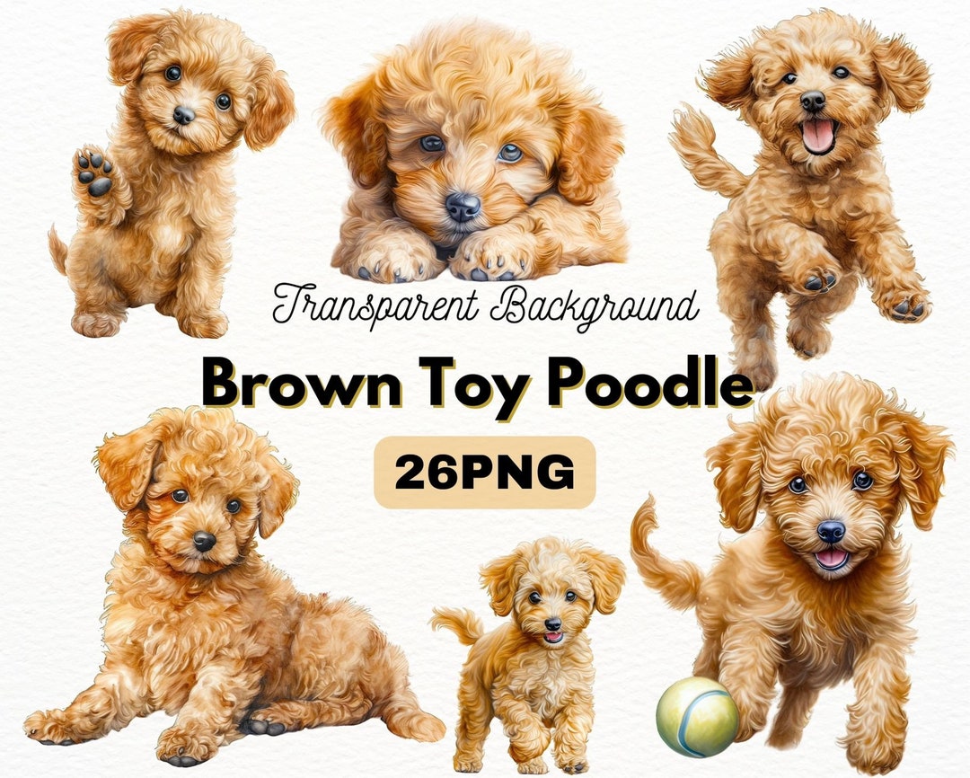 Brown Toy Poodle PNG Bundle, Digital Crafts Designs Transparent, Teddy Bear  Puppy Clipart, Dog PNG, Puppy Clipart, Commercial Use - Etsy, image size:1080x866