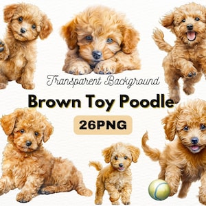 Brown Toy Poodle PNG Bundle, Digital Crafts Designs Transparent, Teddy Bear Puppy Clipart, Dog PNG, Puppy Clipart, Commercial Use