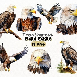 Aquarell Weißkopfseeadler PNG Bundle, digitales Handwerk Designs transparent, majestätische Vogel Clipart, patriotische Clipart, kommerzielle Nutzung