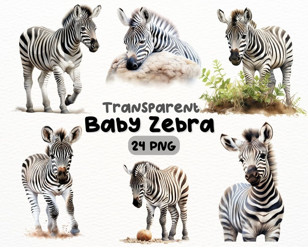 Watercolor Baby Zebra PNG Bundle, Digital Crafts Designs Transparent, Zebra  Clipart, Animal Clipart, Commercial Use, image size:1000x802