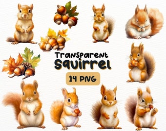 Puede incluir: Un conjunto de 14 ilustraciones digitales de ardillas en varias poses, incluyendo sosteniendo bellotas, sentadas y de pie. Las ilustraciones están en un estilo de acuarela y tienen un fondo transparente. El texto "Transparent Squirrel 14 PNG" está incluido en la imagen.