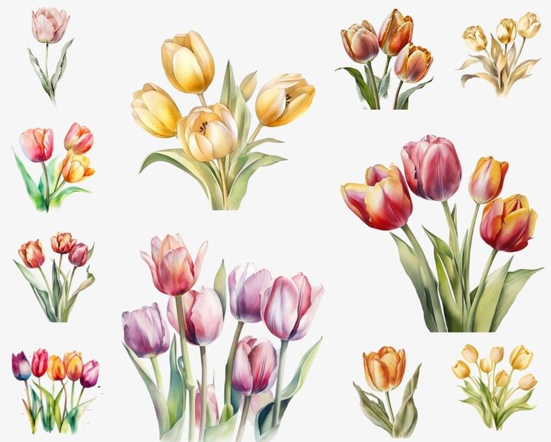 Watercolor Floral Tulip PNG Bundle, Digital Crafts Designs Transparent ...
