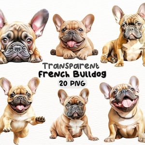 Aquarel Franse Bulldog PNG-bundel, digitale ambachten ontwerpt transparant, hond clipart, schattige bruine Franse Bulldog clipart, commercieel gebruik