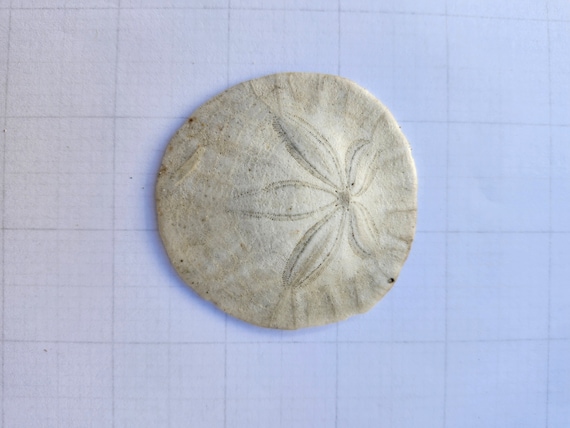 Sand Dollars from California Coast