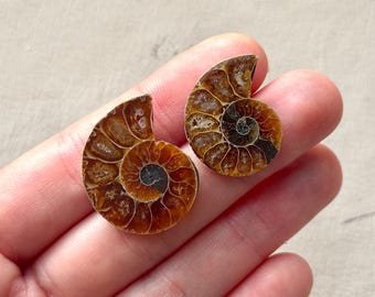 44 mmカット・研磨アンモナイトペア - マダガスカル産ブラッククレオ