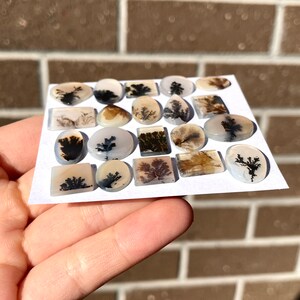 May include: A collection of 18 agate cabochons with dendritic patterns in shades of black, brown, and white. The cabochons are arranged on a white surface.
