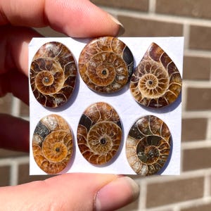 1pc 18-21mm Ammonite Fossil Cabochon - Small Ring size Round Oval Natural Fossilized Specimen Flatback - Silver wire wrap setting pendant E6