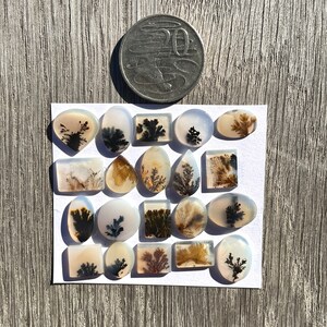 May include: A collection of 18 agate cabochons with dendritic patterns in shades of brown, black, and white. The cabochons are arranged in rows on a white background.