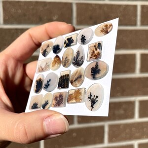 May include: A collection of 18 agate cabochons with dendritic patterns in shades of brown, black, and white. The cabochons are arranged on a white card.