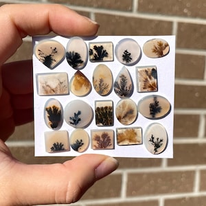 May include: A collection of 20 agate cabochons with dendritic patterns in shades of brown, black, and white. The cabochons are arranged in a grid on a white card.